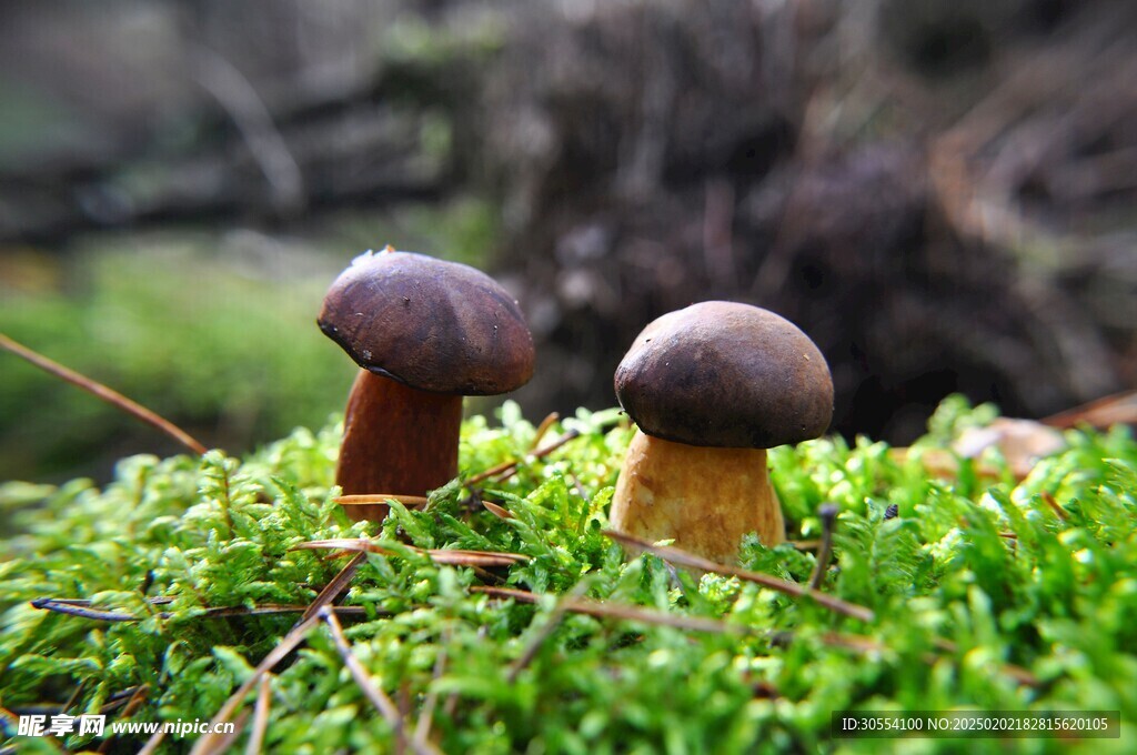 青苔图片