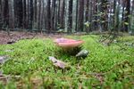 青苔图片