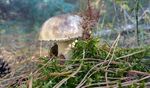 青苔图片