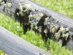 青苔图片
