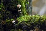 青苔图片 