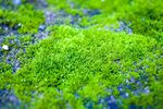 青苔图片