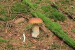 青苔图片