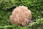 青苔图片 