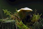 青苔图片