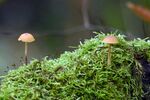 青苔图片