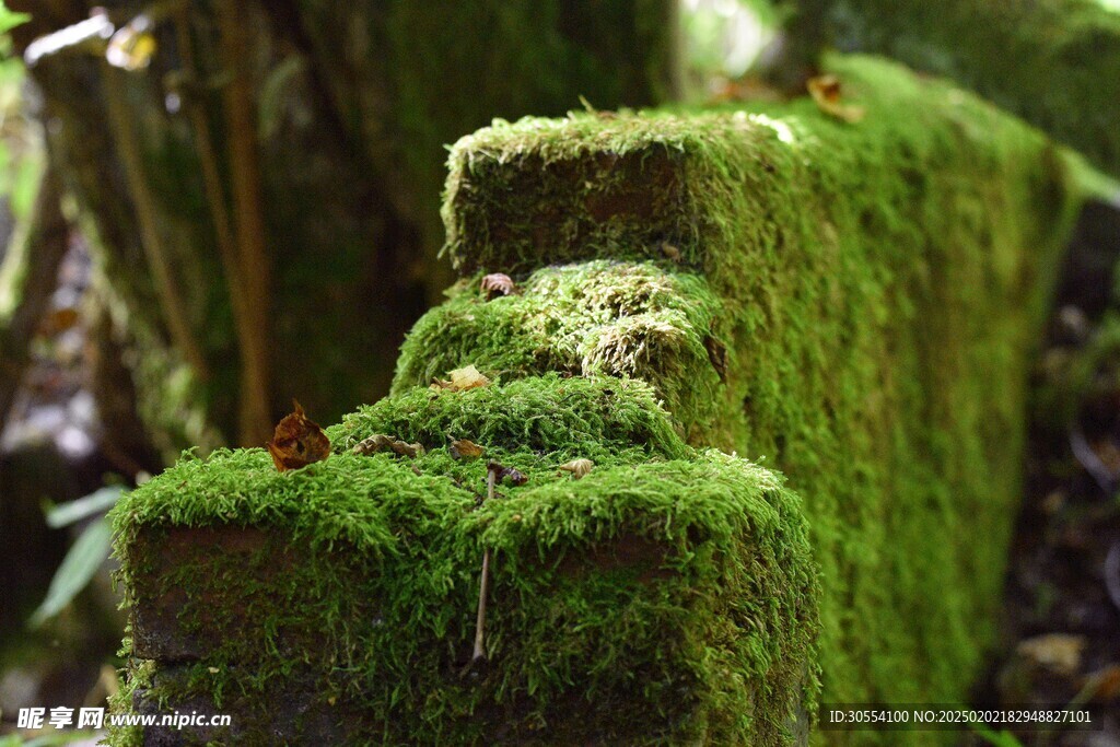 青苔图片