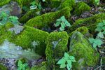 青苔图片 
