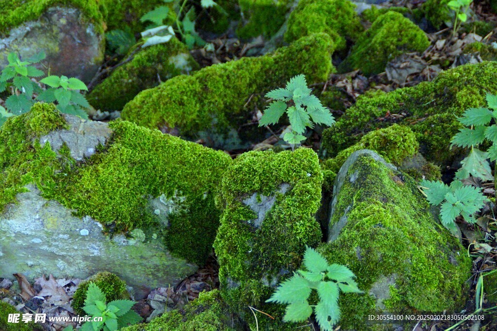 青苔图片 