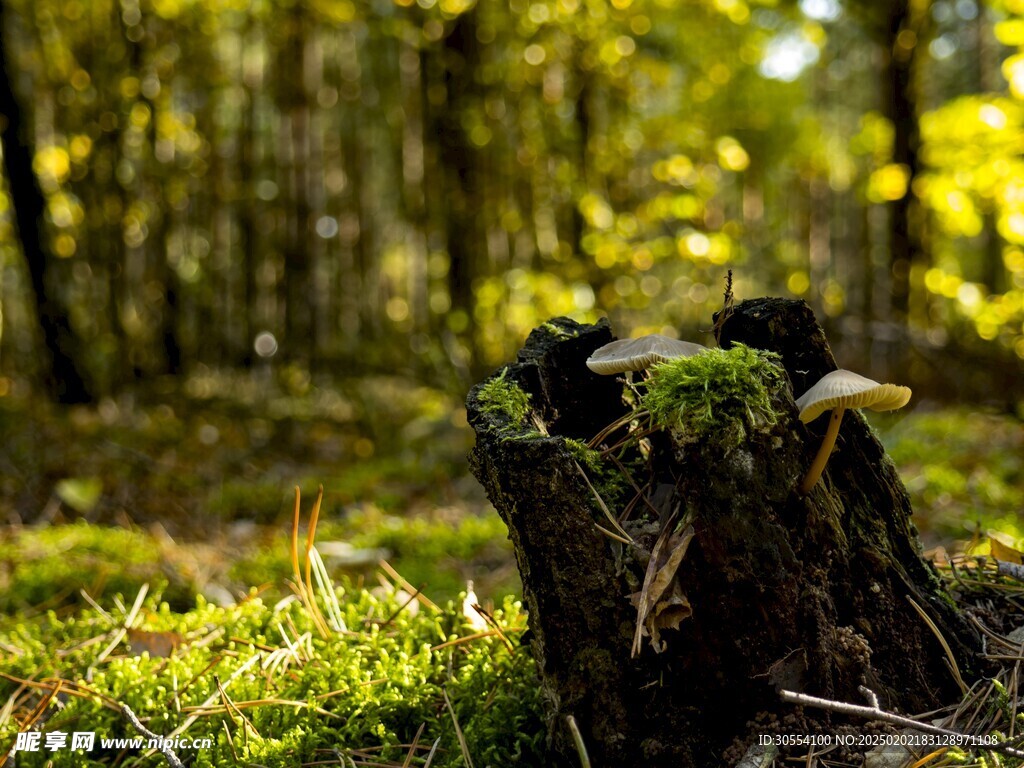 青苔图片 