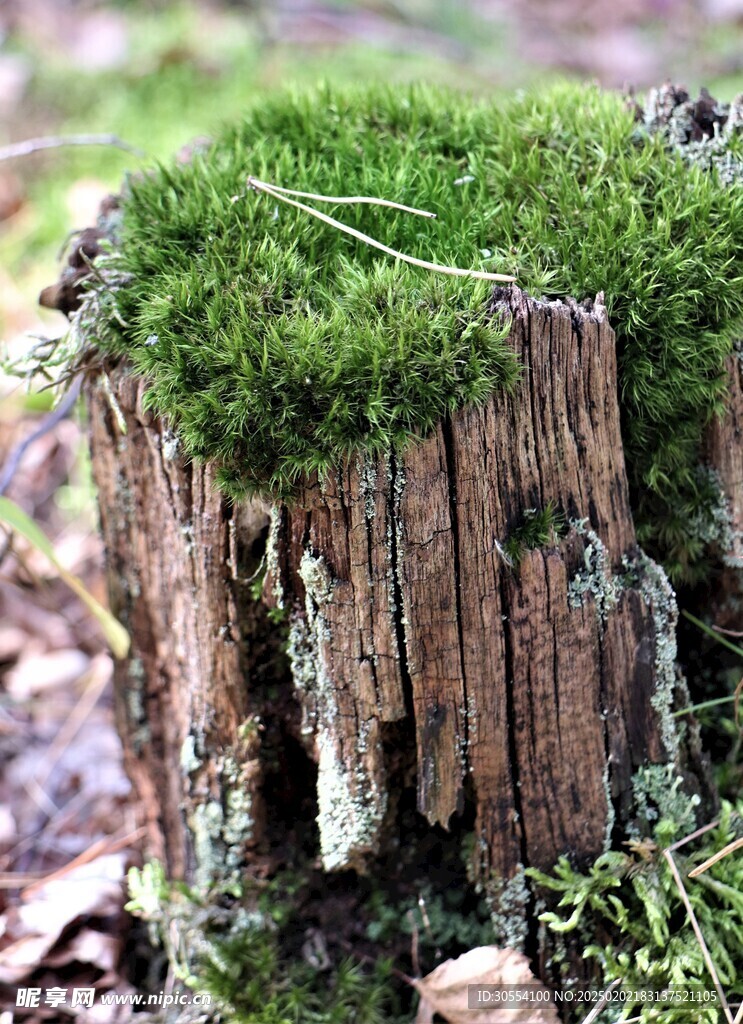 青苔图片