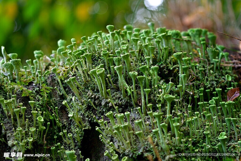 青苔图片 