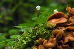 青苔图片