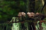 青苔图片 