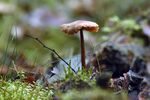 青苔图片