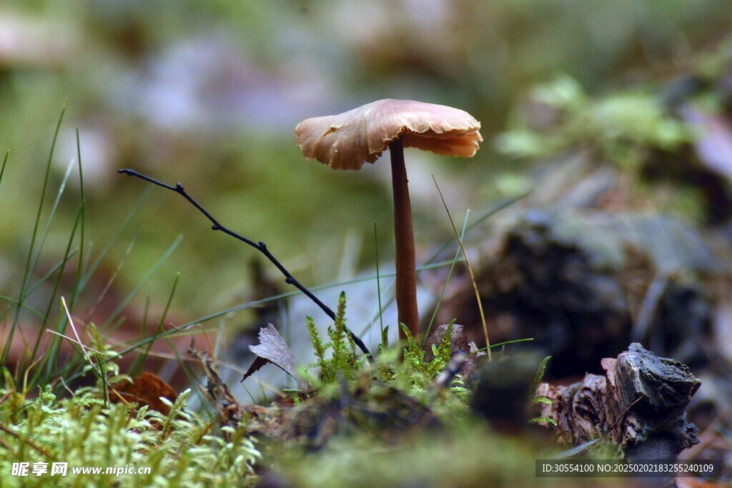青苔图片