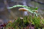 青苔图片 