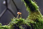 青苔图片 