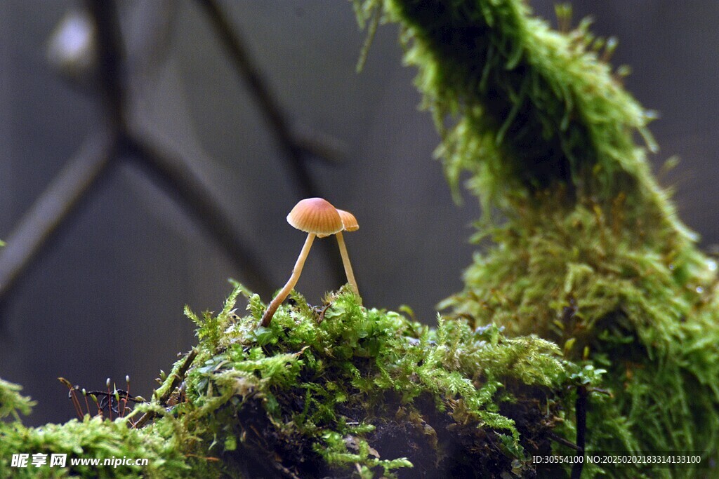 青苔图片 