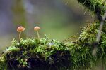 青苔图片 