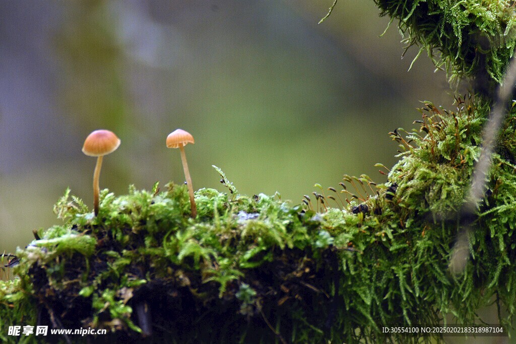 青苔图片 