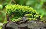 青苔图片 