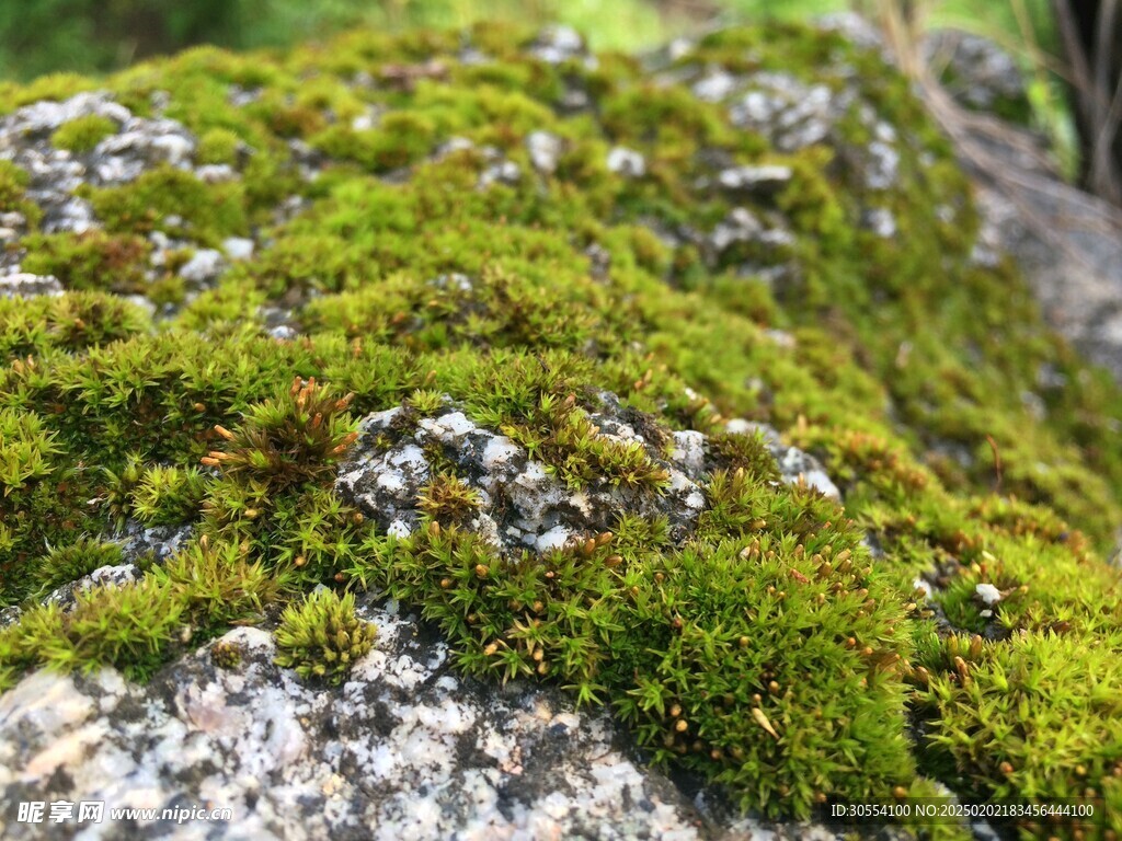 青苔图片