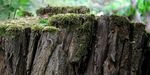 青苔图片