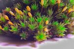 青苔图片