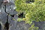 青苔图片
