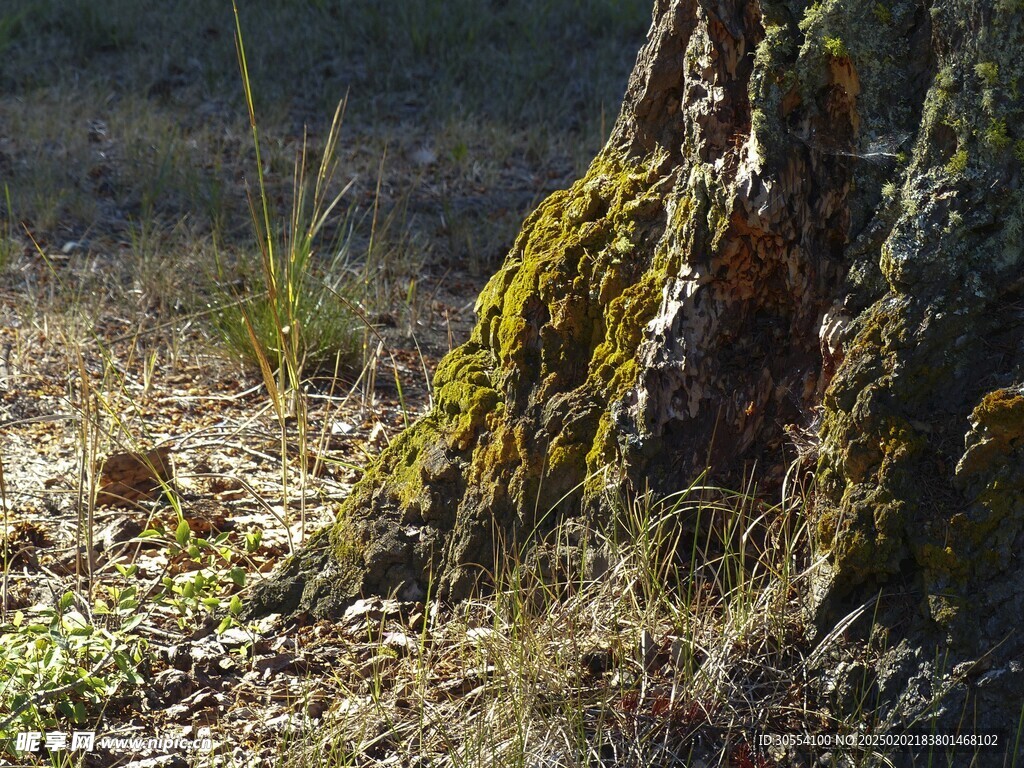 青苔图片