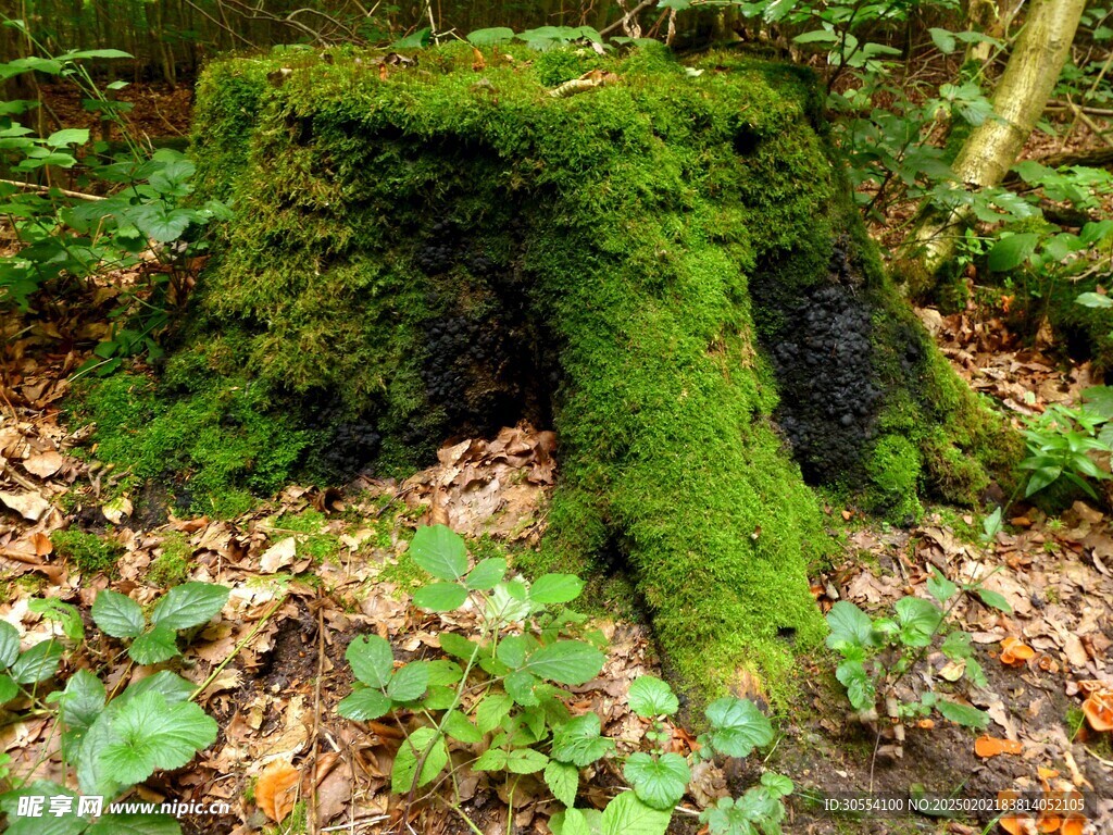 青苔图片 