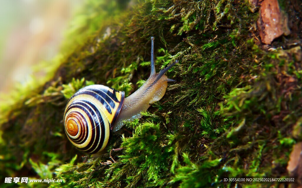 青苔图片 