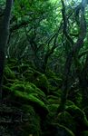 青苔图片