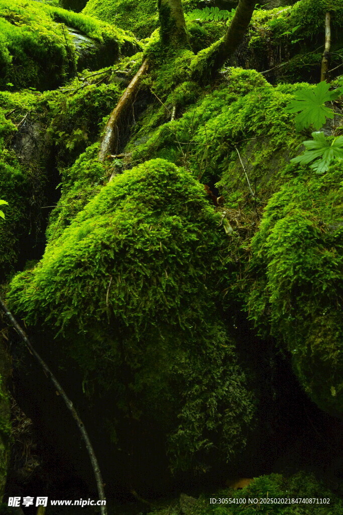 青苔图片