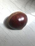 板栗