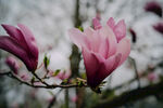 玉兰花特写