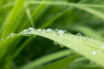 植物上的雨滴