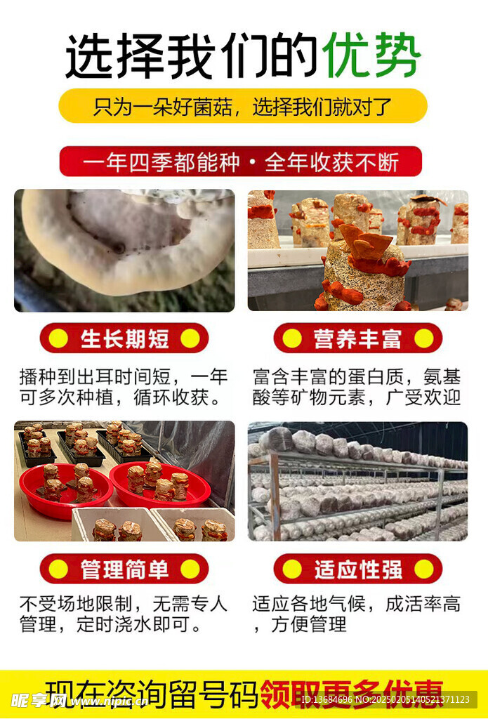 红栓菌