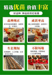 红栓菌