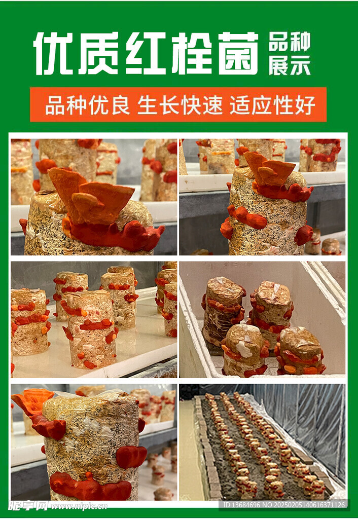 红栓菌