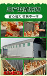 红栓菌