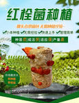红栓菌