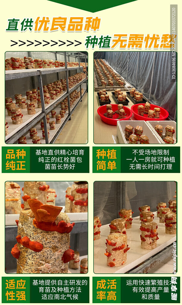 红栓菌