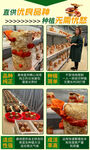 红栓菌