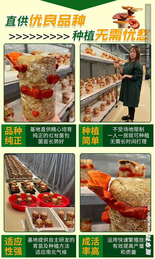 红栓菌