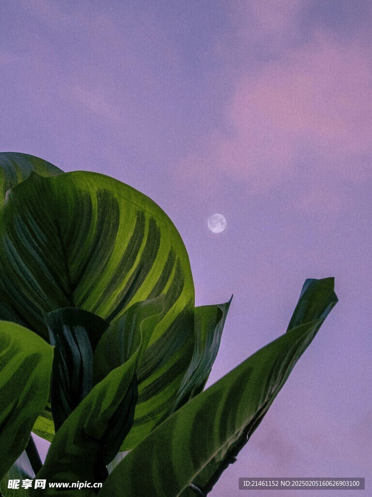 月亮