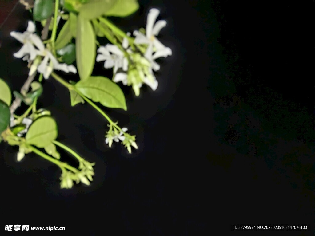 风车茉莉