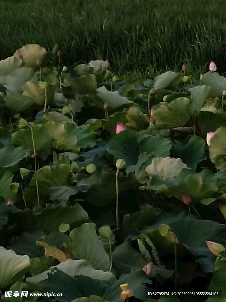 荷花 竖构图