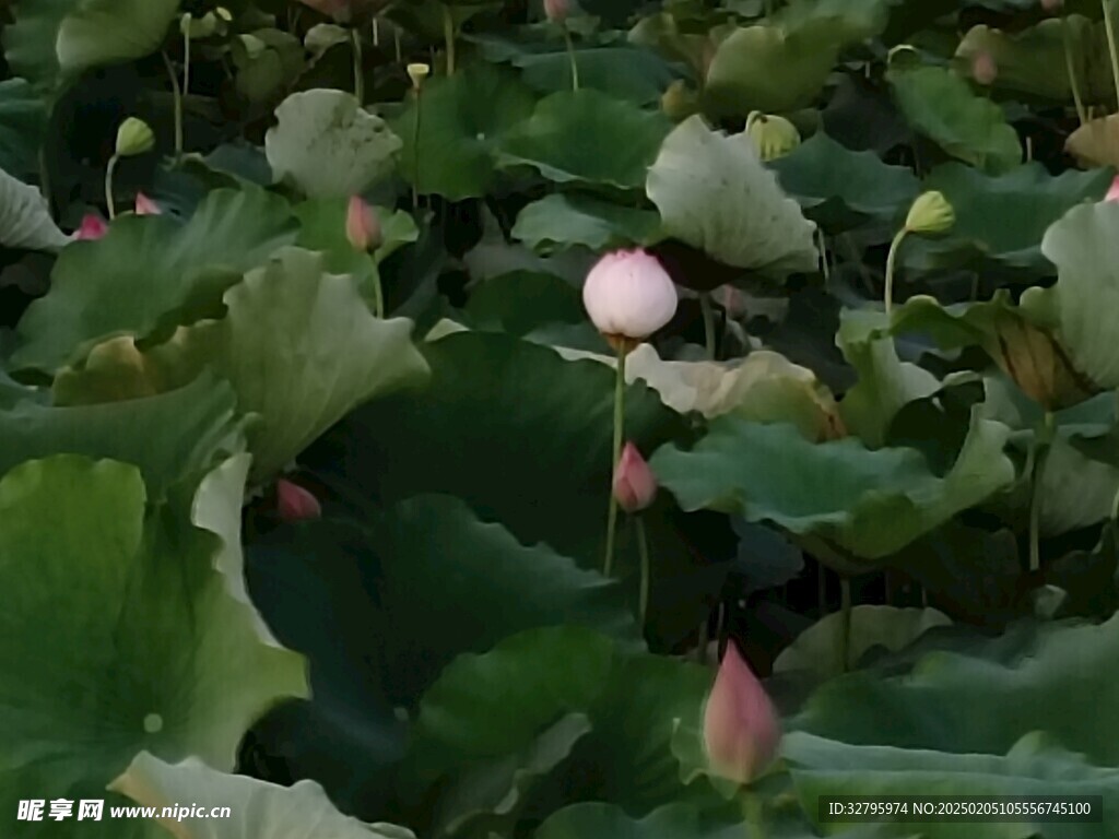 荷花
